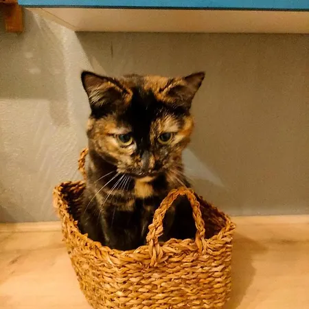 Accommodatie bij particulieren Cite De Caractere Medieval *