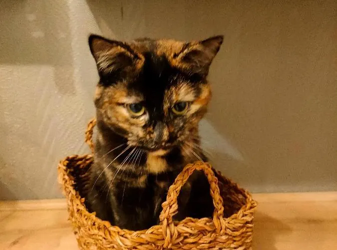 民宿 Cite De Caractere Medieval *