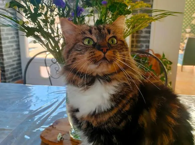 Cite De Caractere Medieval 民宿